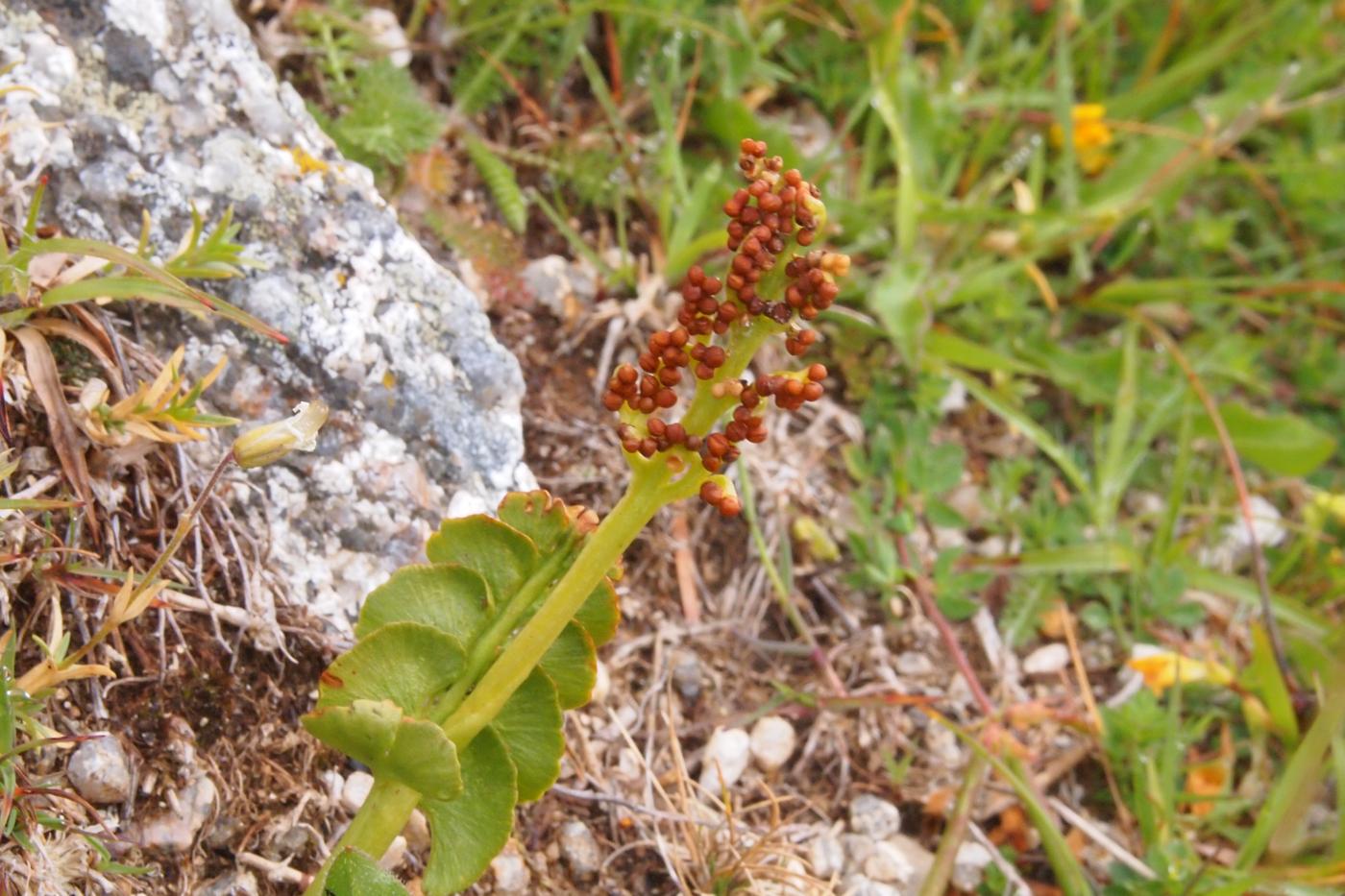 Moonwort fruit